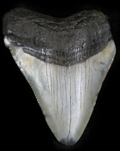 Chubutensis Tooth - Megalodon Ancestor #25374